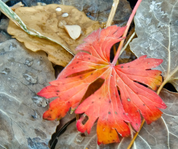 maple-leaf